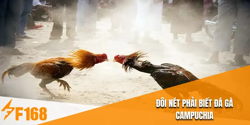 Đôi nét phải biết đá gà Campuchia