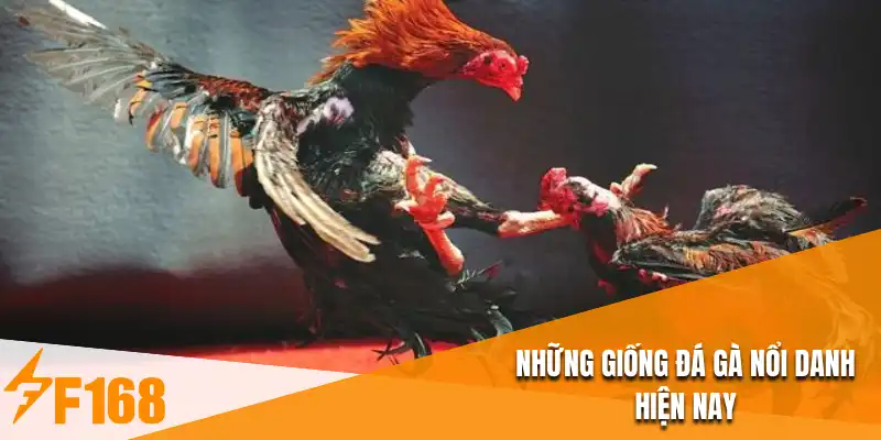 Những giống đá gà nổi danh hiện nay
