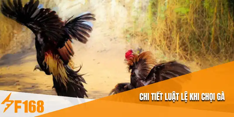Chi tiết luật lệ khi chọi gà