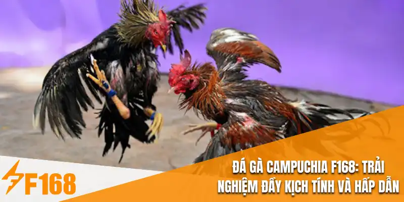 Đá Gà Campuchia F168 : Trải Nghiệm Đầy Kịch Tính Và Hấp Dẫn