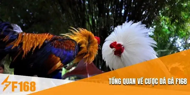 Tổng quan về cược đá gà F168