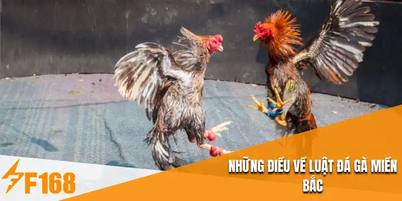 Những điều về luật đá gà miền Bắc