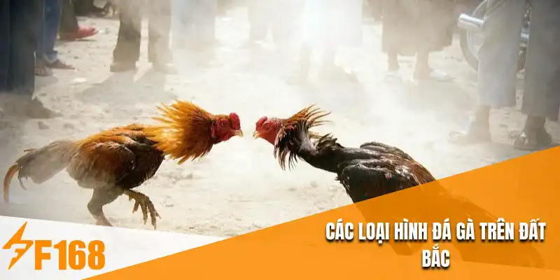 Các loại hình đá gà trên đất Bắc