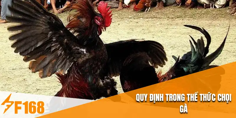 Quy định trong thể thức chọi gà