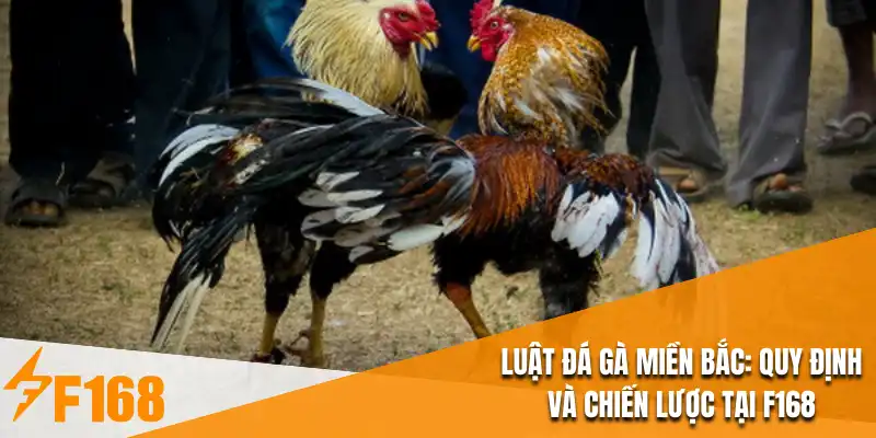 Luật Đá Gà Miền Bắc : Quy Định Và Chiến Lược Tại F168